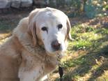 Labrador retriever - 13 éves kan
