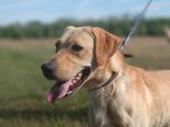 Labrador retriever jellegű - 3 éves kan