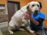 Labrador retriever - 10 hónapos szuka
