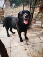 Labrador retriever - 12 éves kan