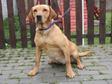 Labrador retriever jellegű - 18 hónapos szuka