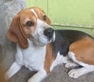 Beagle - 5 éves kan
