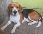 Beagle - 5 éves kan
