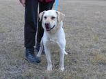 Labrador retriever jellegű - 5 éves szuka
