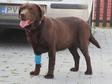 Labrador retriever - 5 éves szuka