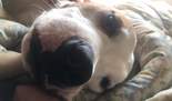 Stafforshire terrier  - 1 éves kan