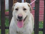 Labrador retriever jellegű - 1 éves szuka