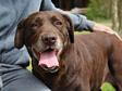 Labrador retriever  - 8 éves szuka