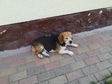 Beagle - 9 éves szuka