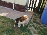 Beagle - 9 éves szuka