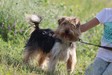 Bewier -yorkshire terrier keverék - fiatal kan