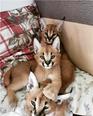 Serval cica,ocelot cica,caracal cica kölyök -  nőstény