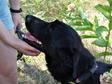 Labrador retriever jellegű - 1 éves kan