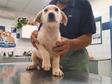 Labrador retriever jellegű - 2 hónapos kan