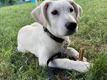 Labrador retriever jellegű - 4 hónapos kan