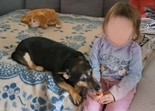 Tacskó-német juhász keverék - 6 éves szuka