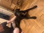 Labrador-csacsi keverék - 2 éves kan