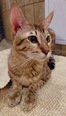 Szavanna macska - 1 éves nőstény