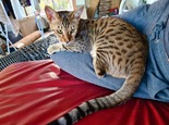 Szavanna macska - 1 éves nőstény