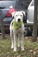 Argentin dog keverék - 10 éves kan