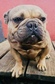 Francia bulldog - 3 éves szuka