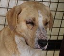 Labrador keverék - 2 éves szuka