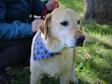 Labrador retriever - 9 éves szuka