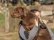 Labrador retriever - 10 hónapos kan