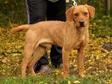 Labrador retriever jellegű - 1 éves kan