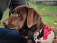 Labrador retriever - 2 éves szuka