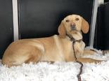Labrador retriever jellegű - 5 hónapos szuka