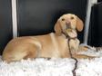 Labrador retriever jellegű - 5 hónapos szuka