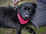 Labrador retriever jellegű - 7 hónapos kan