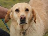 Labrador retriever - 4 éves szuka