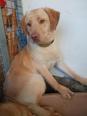 Labrador retriever - 1 éves szuka