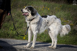 Bukovinai pásztor - 4 éves szuka