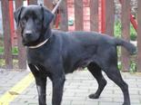 Labrador retriever - 2 éves kan