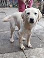 Labrador retriever - 5 hónapos kan