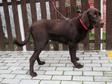 Labrador retriever jellegű - 9 hónapos kan