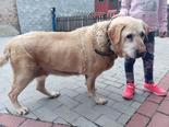 Labrador retriever - 11 éves szuka