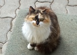 Trikolór perzsa macska  - fiatal nőstény