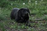 Labrador retriever - 3 hónapos kan