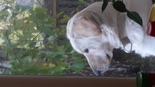 Keverék Labrador - 3 éves kan