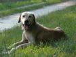 Labrador retriever jellegű - 8 éves kan