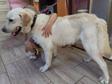 Labrador retriever - 2 éves kan