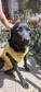 Labrador retriever jellegű - 3 éves szuka