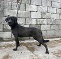 Labrador retriever jellegű - 1 éves szuka