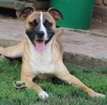 Staffordshire terrier - 18 hónapos kan