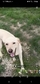 Labrador vizsla - 1 éves kan
