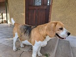 Beagle - 8 éves szuka